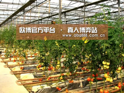种植基地二