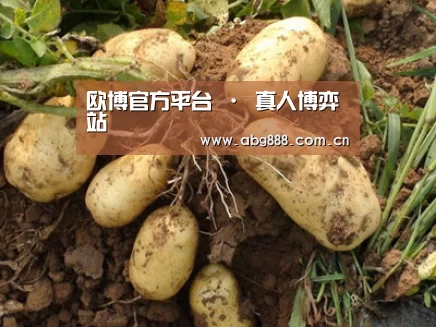 种植基地六