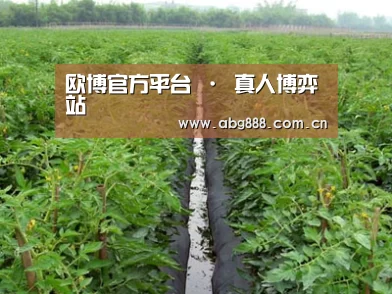 种植基地三