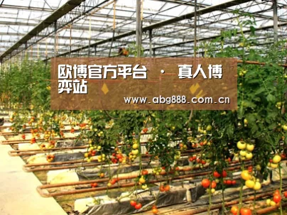 种植基地二(图1)